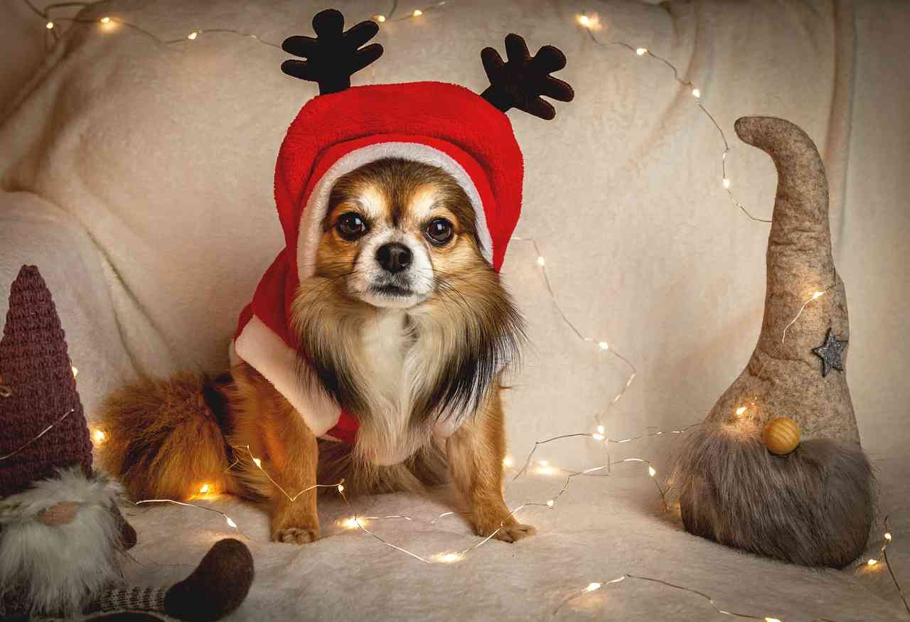 рождественский чихуахуа  — рейтинг лучших собак для квартиры sova.live
